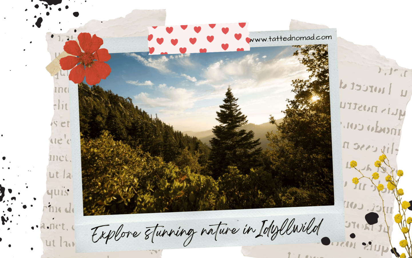 trees in idyllwild california