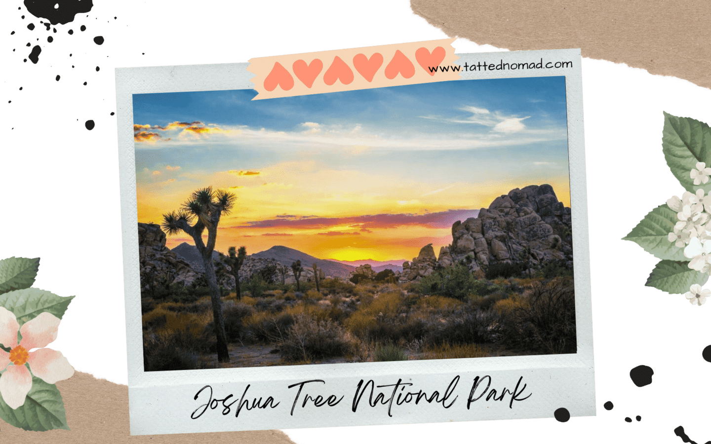 joshua tree national park plants and rocks