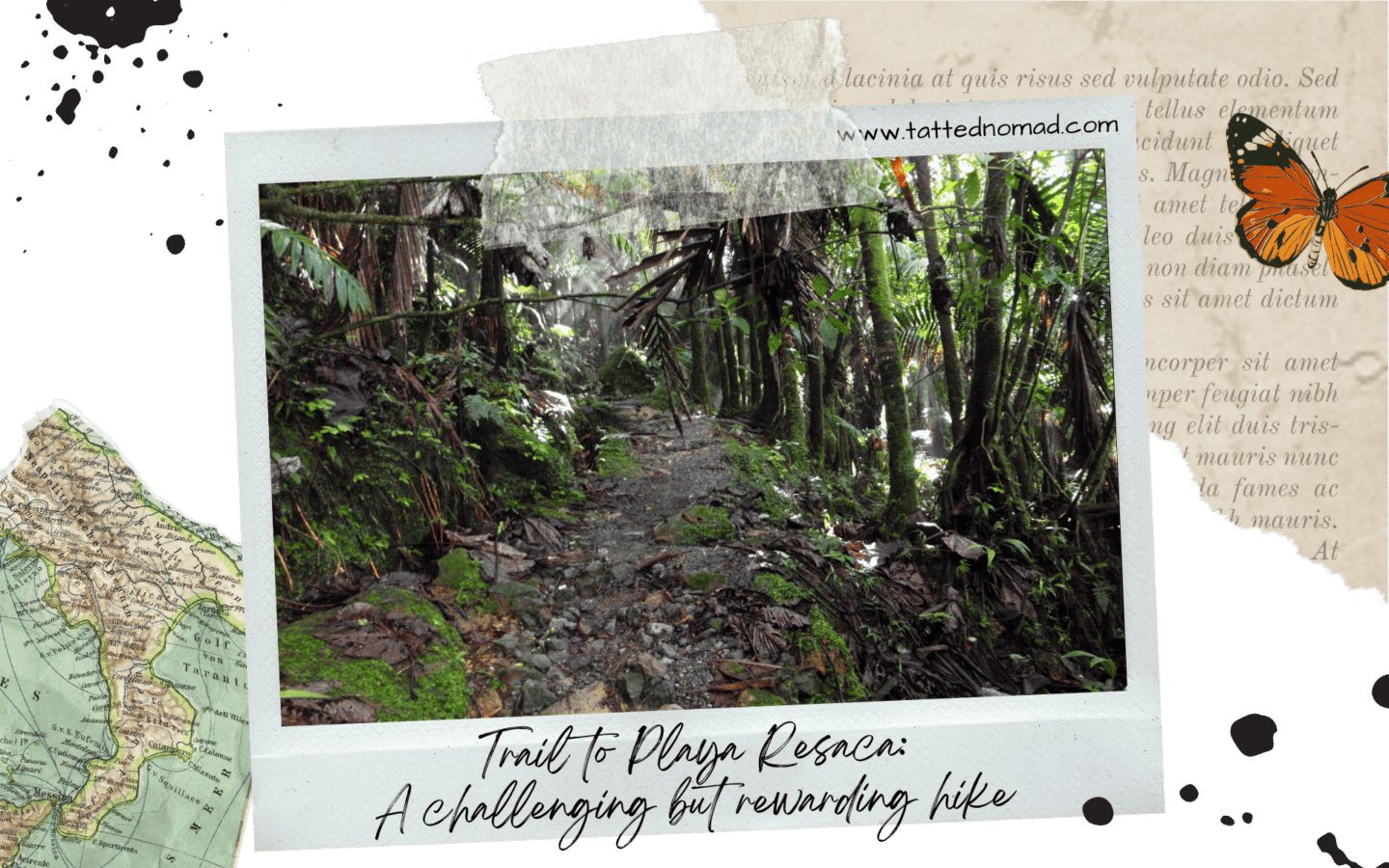 a hiking trail surrounded by plants in the rainforest in culebra puerto rico